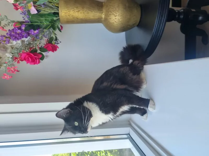 Ragdoll katertjes - afbeelding 5