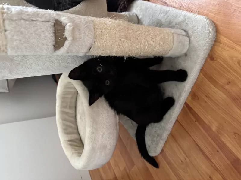 Kittens moeder is britse korthaar - afbeelding 4