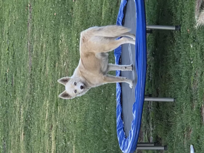 Pomsky te koop - afbeelding 4