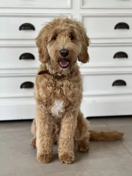 Goldendoodle Lexie zoekt zijn familie - afbeelding 5