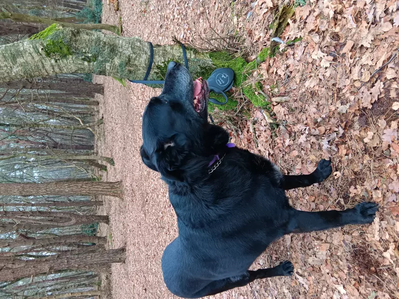 Woodie, sociale, aanhankelijke reu van 7.5 jaar oud - afbeelding 3