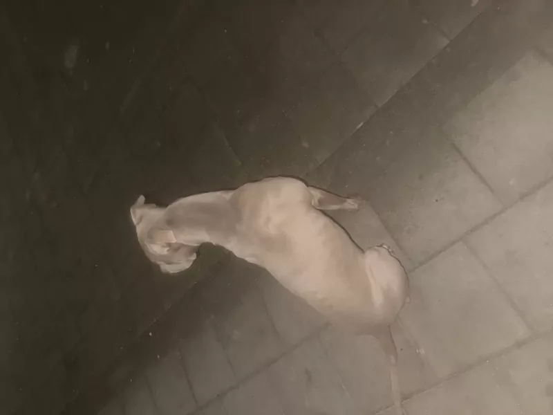 Hennesy - afbeelding 3