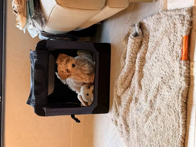 Zoek lieve familie voor Maltipoo - afbeelding 2