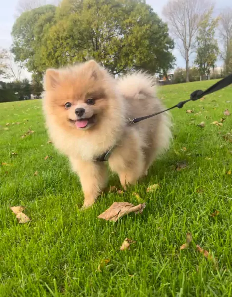Pomeriaan pup - afbeelding 1