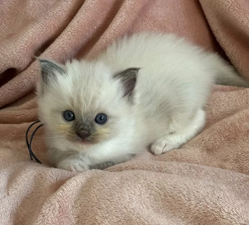 Ragdoll kittens met stamboom - afbeelding 4