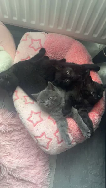 Britsche korthaar kittens te koop - afbeelding 1