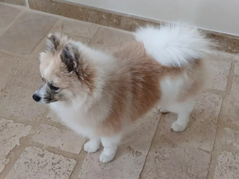 Keeshondje reutje gecastreerd van  9 maanden   . - afbeelding 3