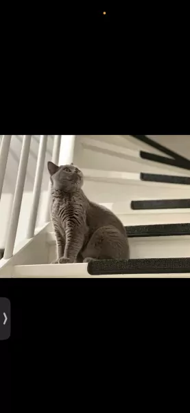 Briste korthaar 2 jaar oud zoekt een nieuwe thuis! - afbeelding 2