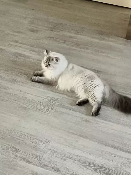 Ragdoll kat - afbeelding 2