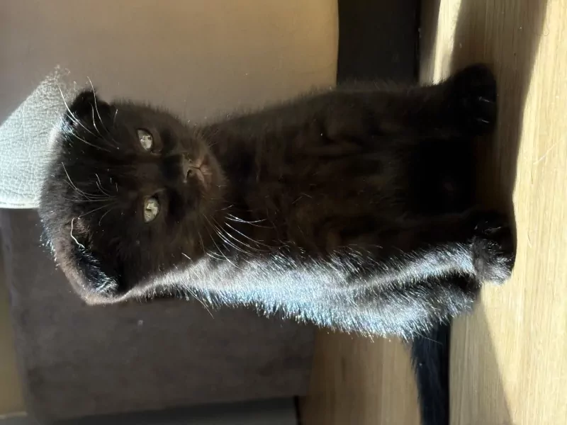 2 kleine meisjes Scottish - afbeelding 3