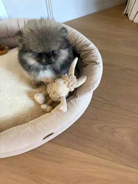 Mooi klein pomeriaan puppy teefje - afbeelding 3