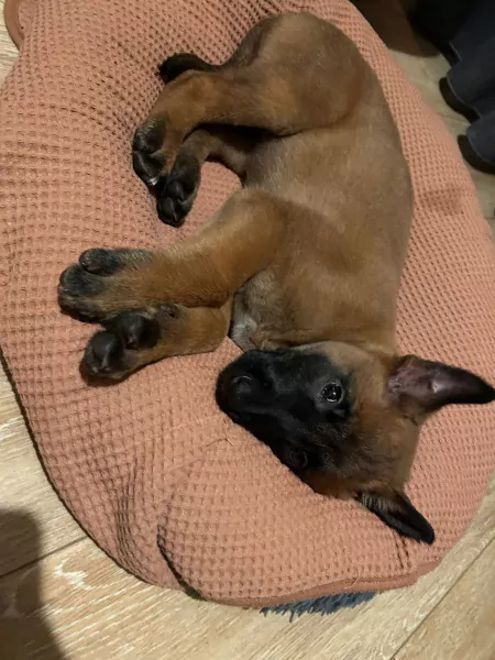 Prachtig mechelse herder - afbeelding 3