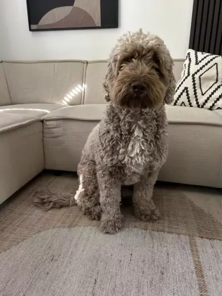 Labradoodle medium Max - afbeelding 2