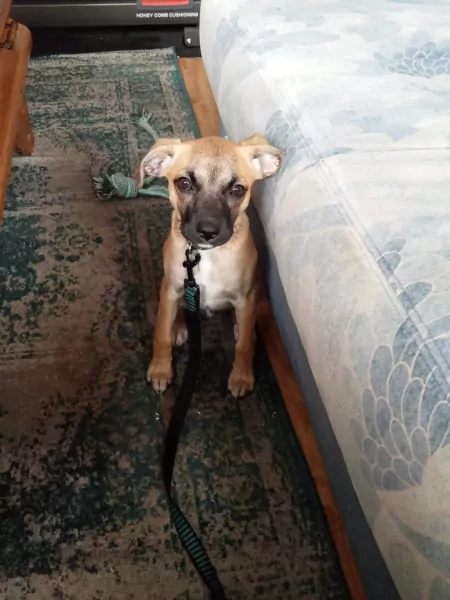 Puppy reu te koop - afbeelding 2