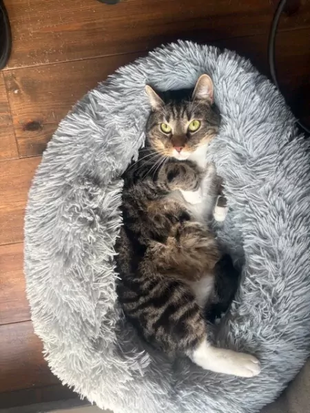 Lieve kat zoekt een nieuw baasje - afbeelding 2