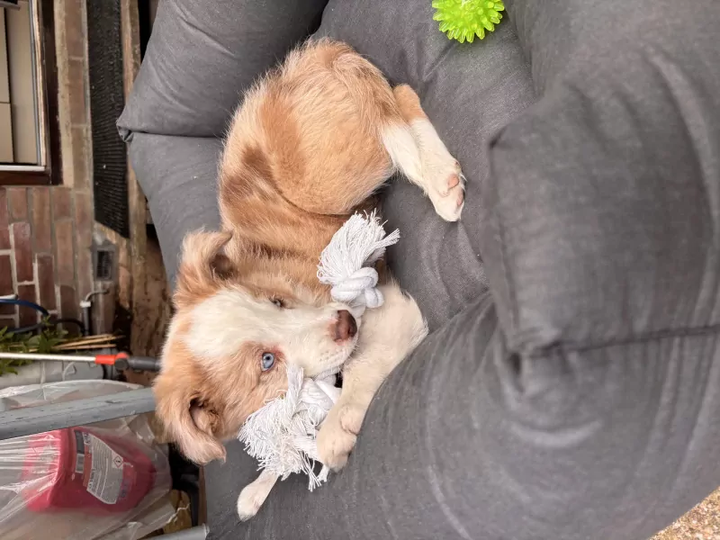 Border collie pup van 9 weken - afbeelding 5