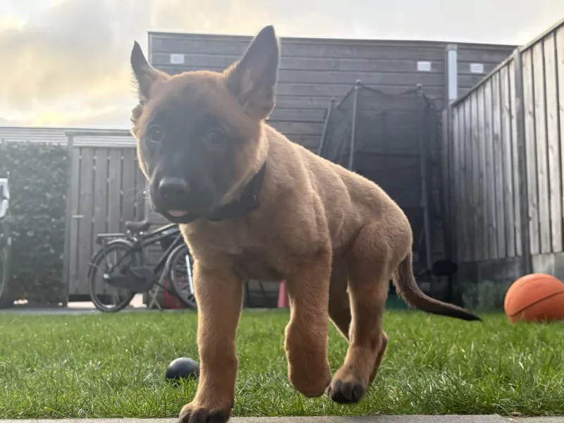 Prachtig mechelse herder - afbeelding 10