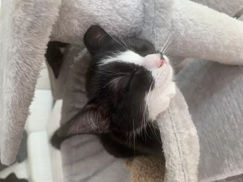 Kittens te koop - afbeelding 6