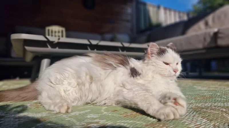 Wollige Boef zoekt warm huisje! - afbeelding 4