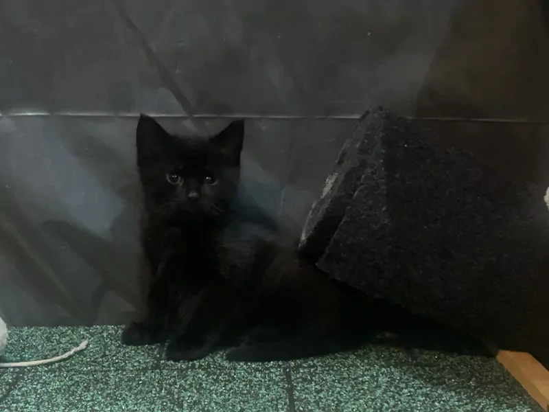 kittens te koop - afbeelding 4