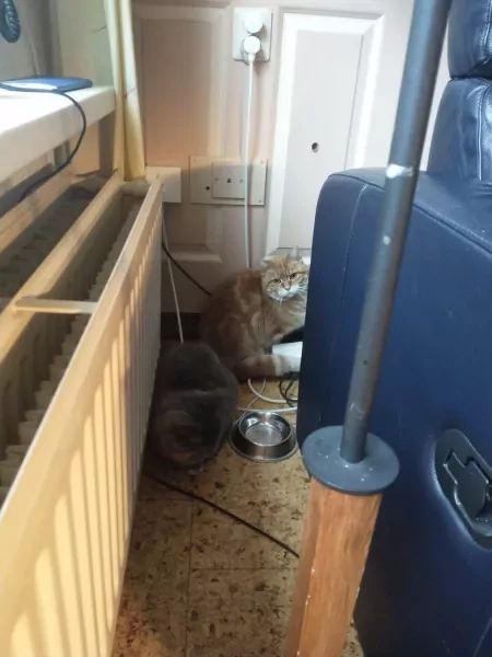 Twee lieve katten samen of apart zoekend naar thuis - afbeelding 1