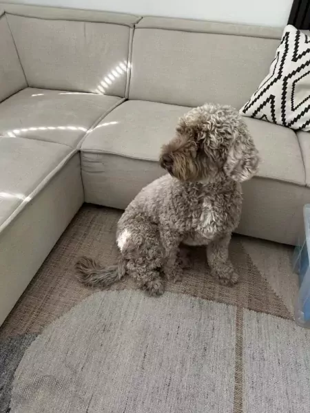 Labradoodle medium Max - afbeelding 3