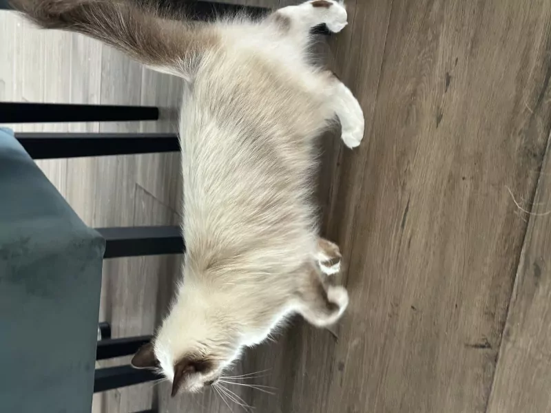 Mooie 100% ragdoll poes zonder stamboom - afbeelding 1