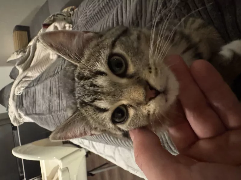 Grijze kleine kater, 13 weken oud. - afbeelding 6