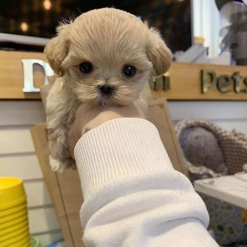 🩵 super sociale kleine maltipoo puppys 🩷 - afbeelding 5