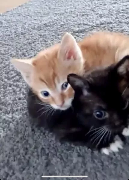 Kittens zoeken een goed huisje - afbeelding 1