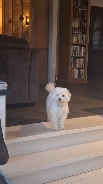 Maltezer teefje 4 jaar - afbeelding 2