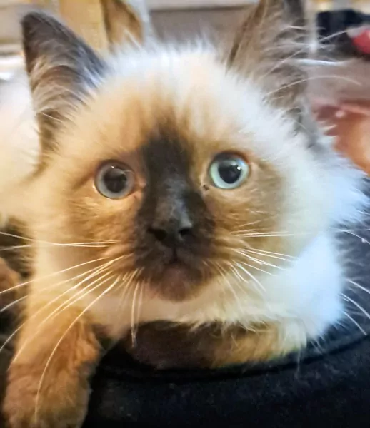 De allerliefste,zeer gespecialiseerde Ragdolls - afbeelding 6