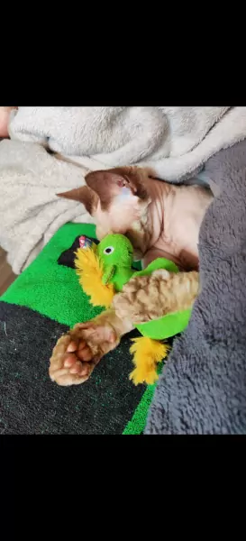 2 lieve Sphynxen - afbeelding 6