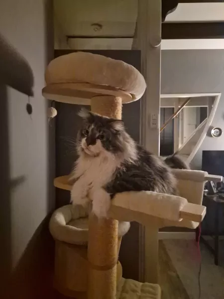 2 Maine Coon katten (broer & zus) – super lief + attributen - afbeelding 4