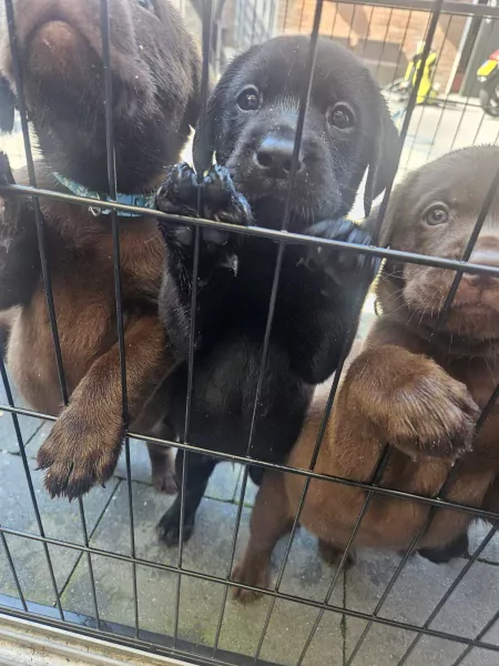 Prachtige zwarte labrador pup - afbeelding 2