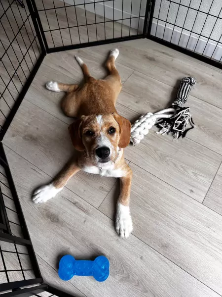Lieve Tala zoekt een nieuw thuis - afbeelding 6