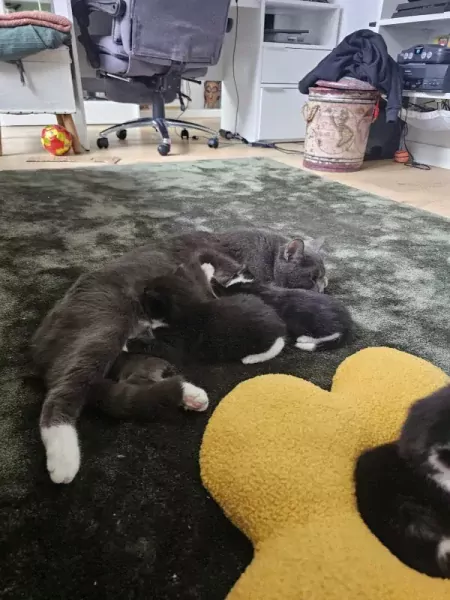 Tuxedo kittens - afbeelding 5