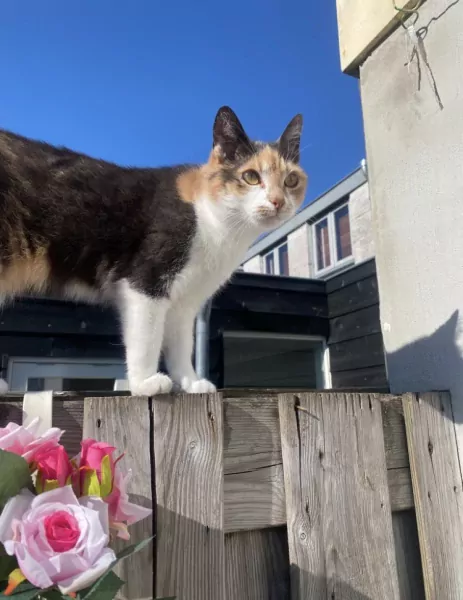 Poes zoekt nieuw huisje - afbeelding 2