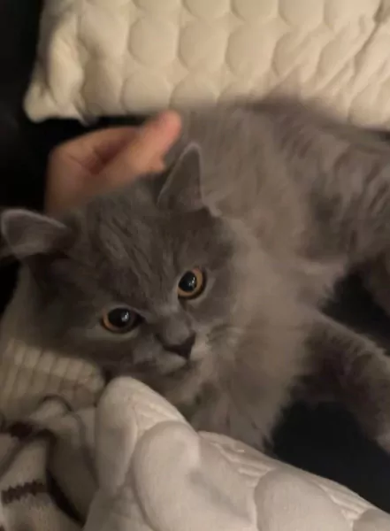 Brits langhaar - afbeelding 2