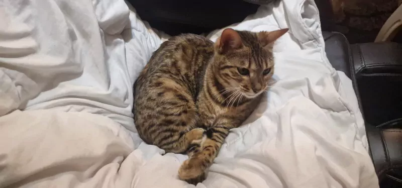 Bengaalse kat - afbeelding 1