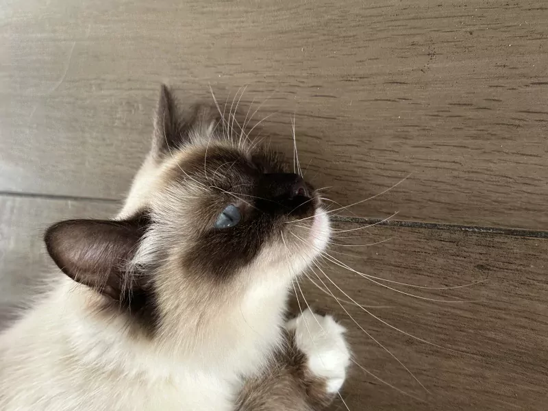 Mooie 100% ragdoll poes zonder stamboom - afbeelding 3