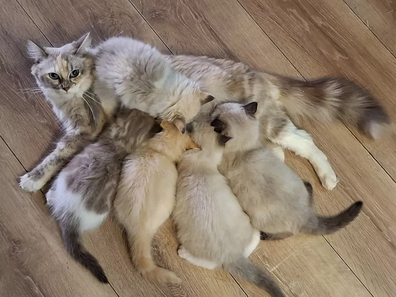 Unieke Mink ragdoll kittens - afbeelding 3