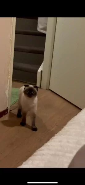 Lieve Siamese katten te Koop! 🐾 ( broer&zus) - afbeelding 3