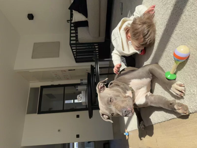 Lieve American Stafford van bijna 3 jaar - afbeelding 5