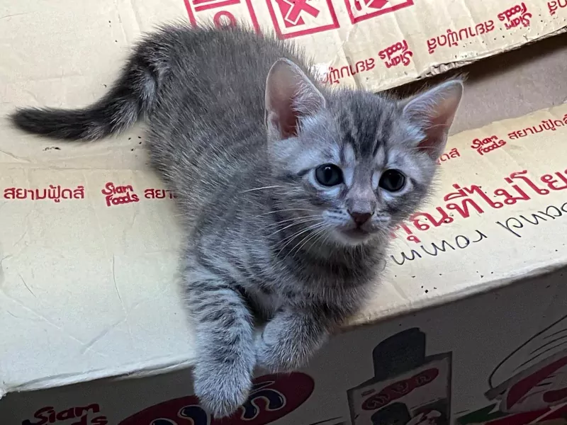 Twee lieve Bengaalse kittens - afbeelding 6