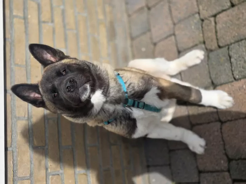 Lieve Akita reu 5 maanden jong - afbeelding 5