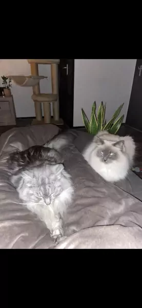 2 lieve gecastreerde katers - afbeelding 2