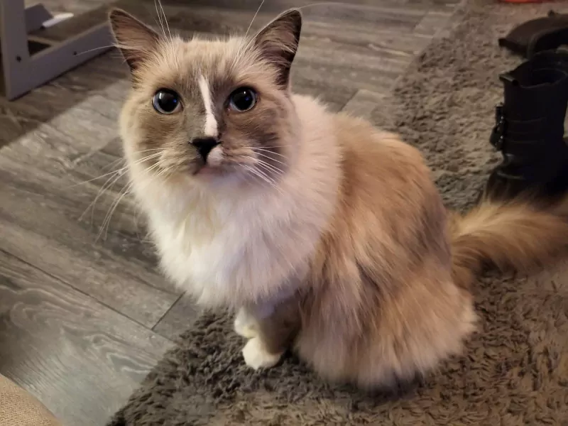 Ragdolls Luna & Simba - afbeelding 1