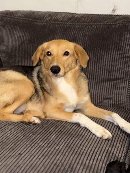 Nala zoekt een nieuw huisje! - afbeelding 1