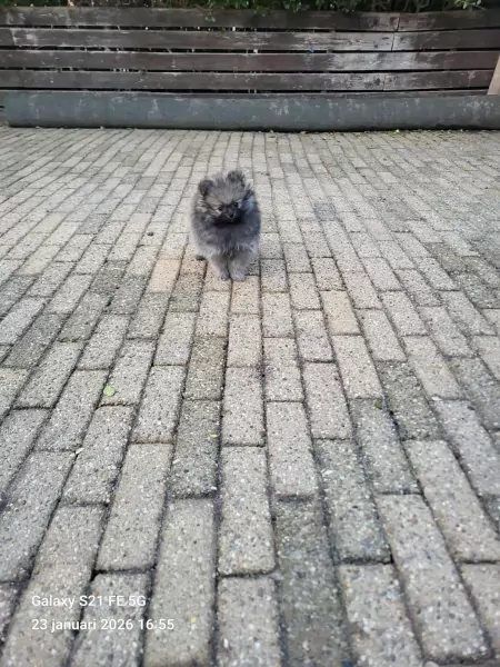 Pomeriaan pup van 9 weekjes zoekt forever home - afbeelding 2